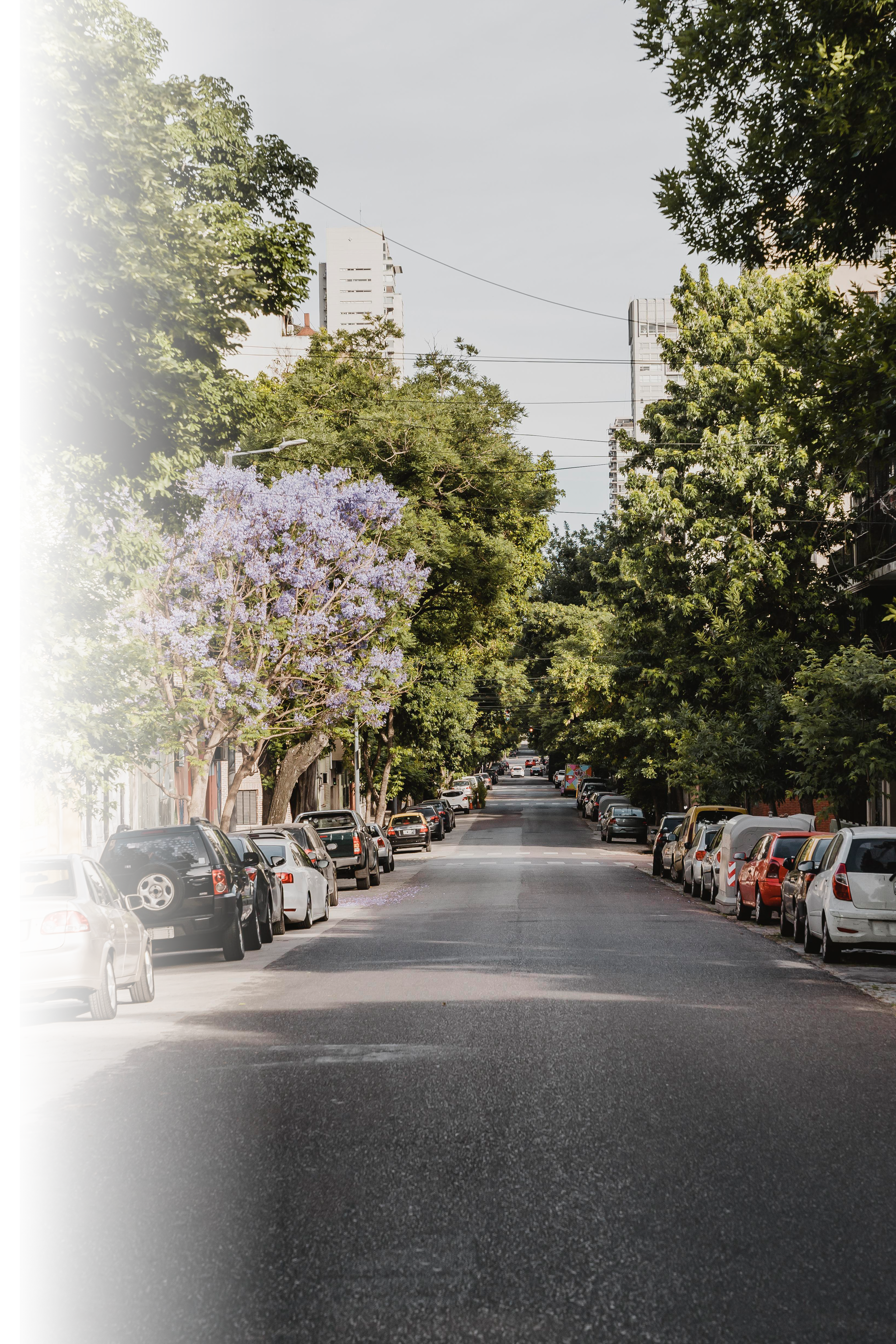 Rua arborizada Rua tranquila com árvores e ipê-roxo em flor, lembrando a importância de ouvir bem os sons da cidade — Nova Aparelhos Auditivos.